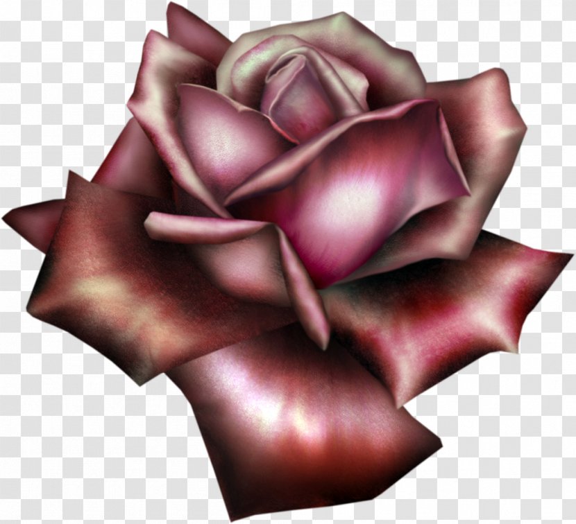 Garden Roses Flower Desktop Wallpaper Clip Art - Burgundy Transparent PNG