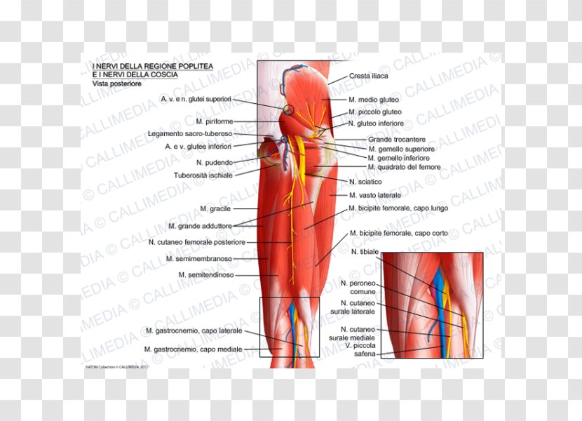 Nerve Knee Muscle Popliteal Fossa Artery - Cartoon Transparent PNG