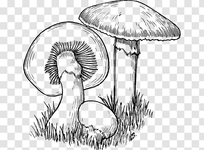 Common Mushroom Drawing Clip Art - Men: Rise Of The Fungi Transparent PNG