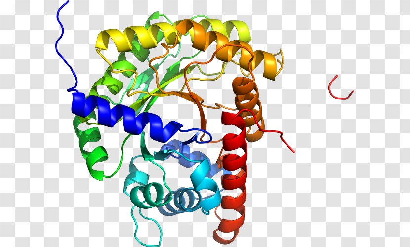 KIF5A UniProt Kinesin Protein KIF5C - Heart - Cartoon Transparent PNG