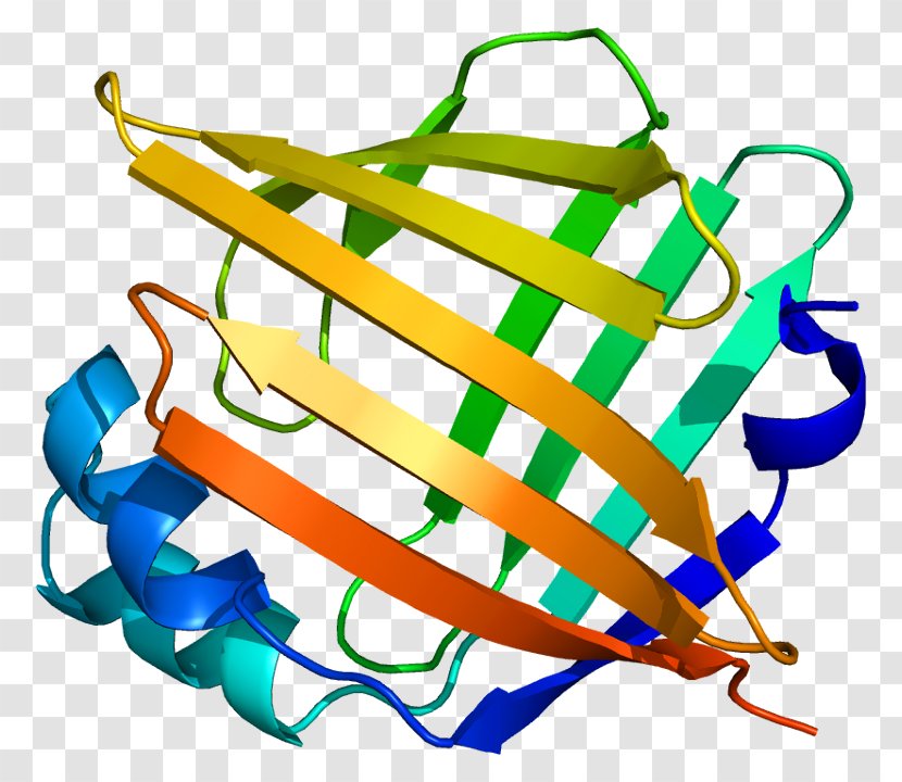 FABP5 Fatty Acid-binding Protein Anandamide - Tree - Flower Transparent PNG