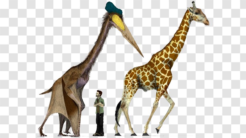 Hatzegopteryx Quetzalcoatlus Pterosaurs Dinosaur Size - Argentinosaurus Transparent PNG