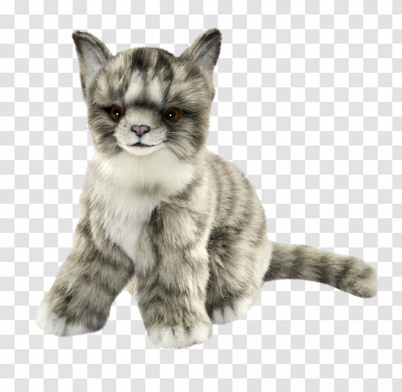 Whiskers Kitten Domestic Short-haired Cat Tabby Transparent PNG