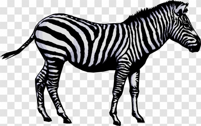 Stock Photography Image Vector Graphics Illustration Zebra - Royaltyfree - Wildlife Transparent PNG