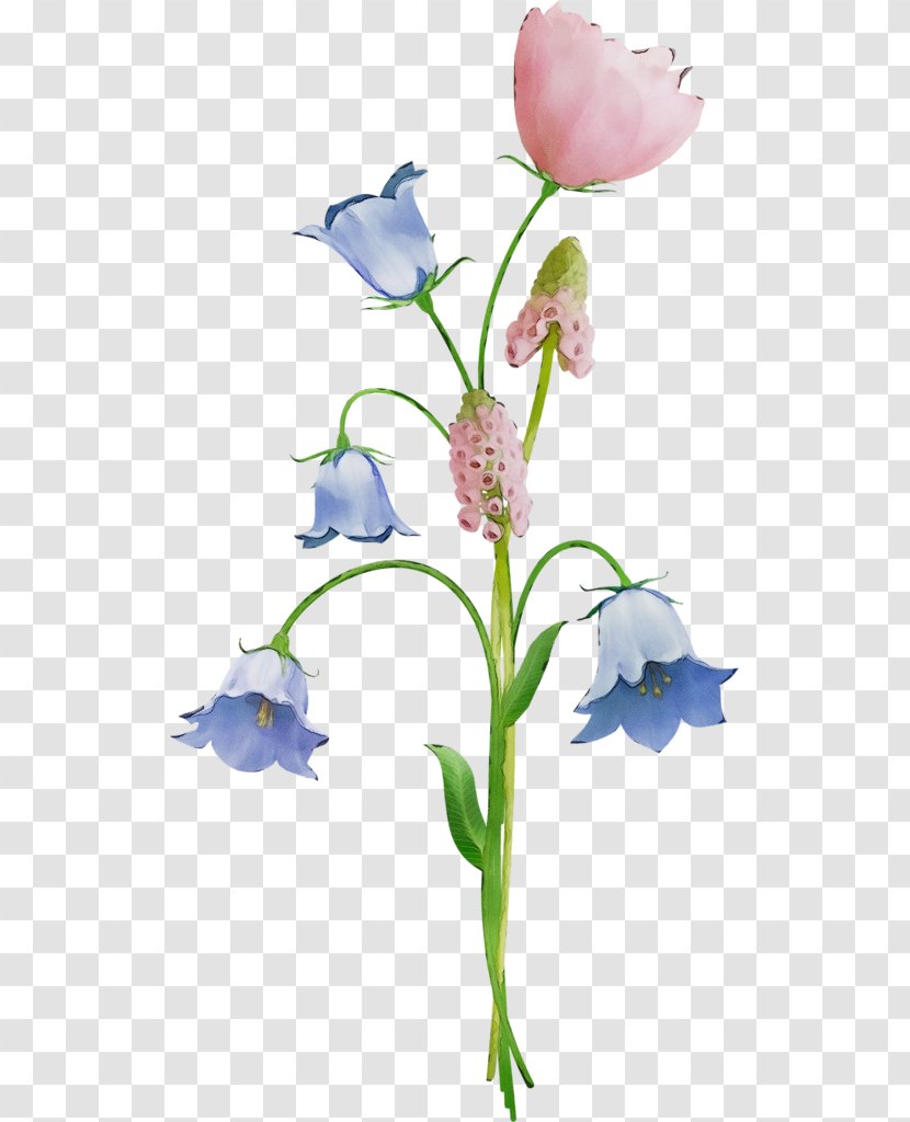 Flower Plant Cut Flowers Bellflower Family - Stem Petal Transparent PNG