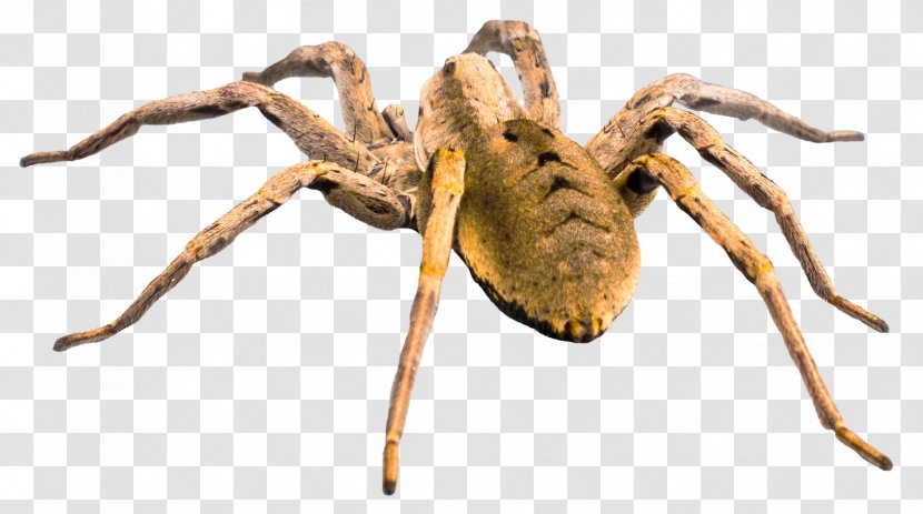 Wolf Spider - Insect Transparent PNG