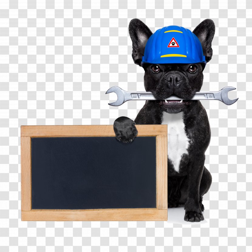 French Bulldog Poodle Handyman Stock Photography - Puppy - Creative With Chalkboard Transparent PNG