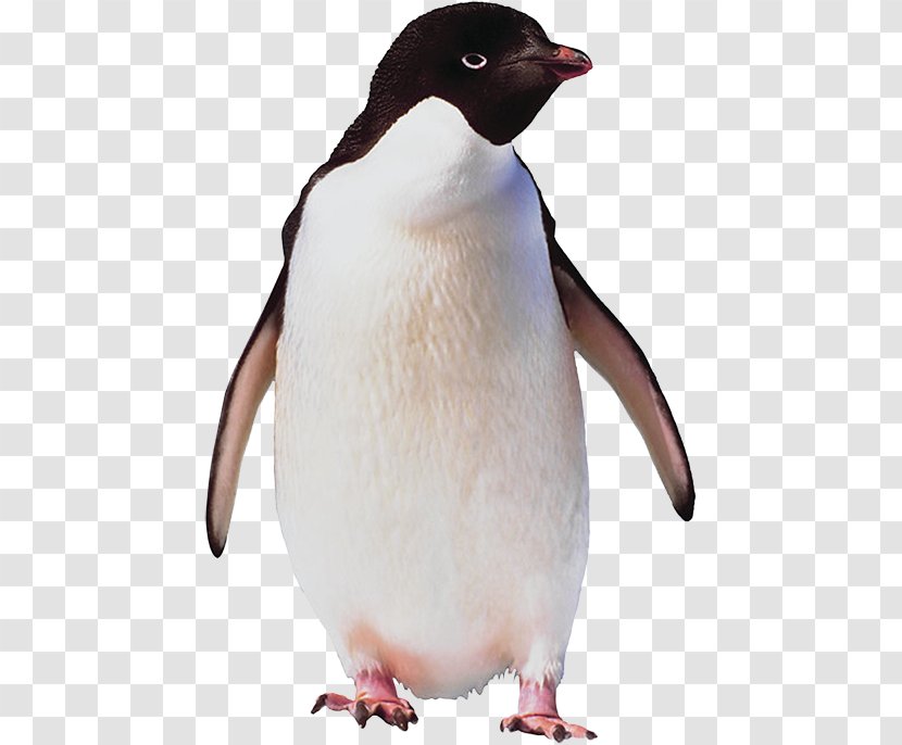 Emperor Penguin Flightless Bird Antarctica - Brushtailed Penguins Transparent PNG