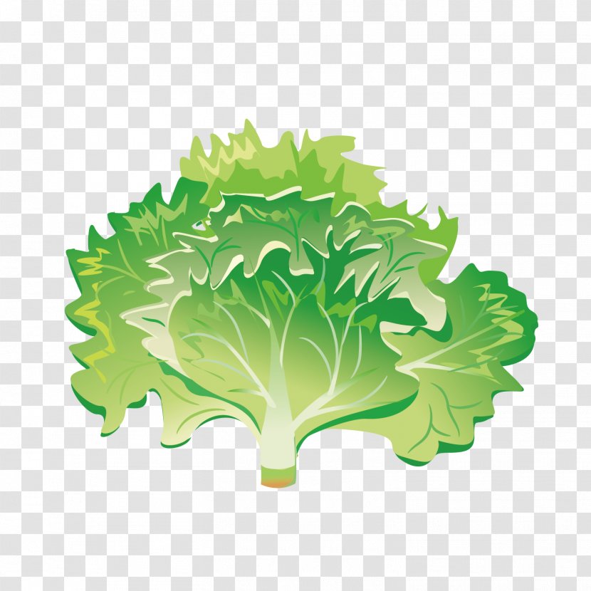 Vegetable Greens Salad Image Iceberg Lettuce - Fresh Green Transparent PNG