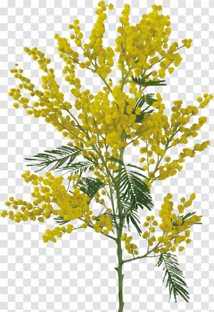 Sensitive Plant Flower Acacia Dealbata Clip Art - Collage - Mimosa Transparent PNG