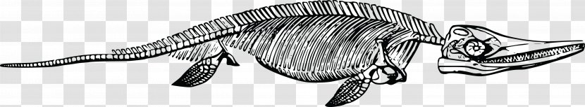 Ichthyosaurus Reptile Skeleton Fossil - Paleontology Transparent PNG