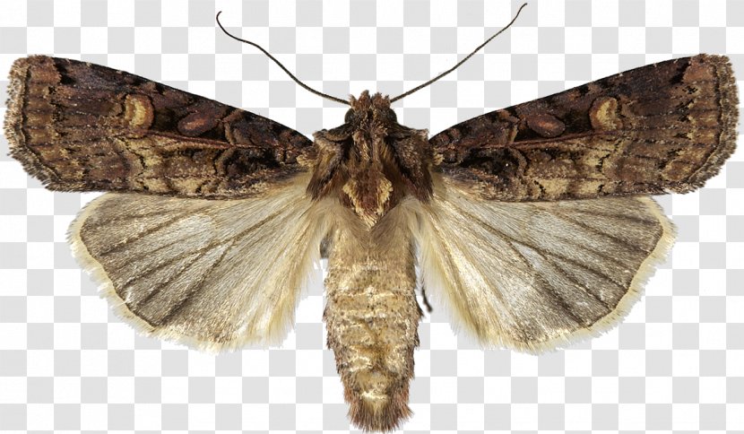 Brush-footed Butterflies Insect Brown House Moth Fall Armyworm African - Maize Transparent PNG