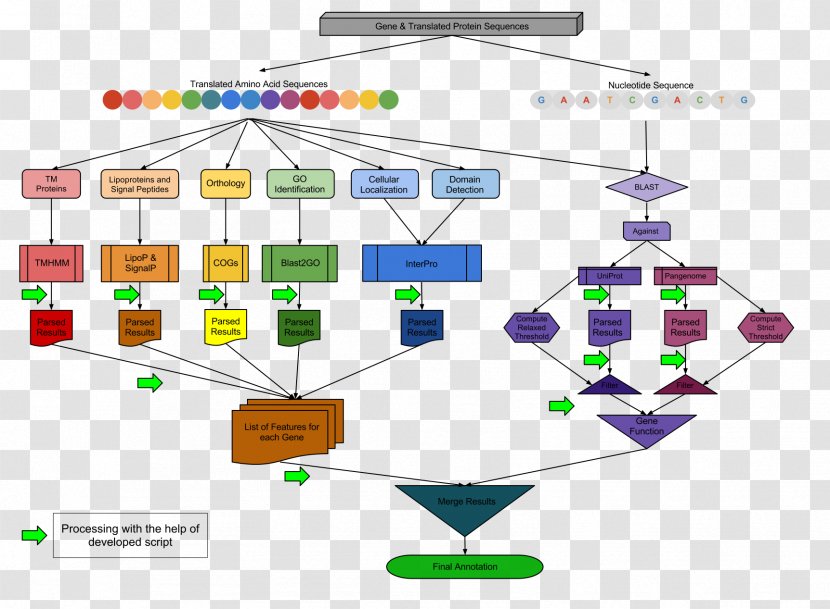 Flowchart Haemophilus Haemolyticus Gram-negative Bacteria Influenzae - Text Transparent PNG