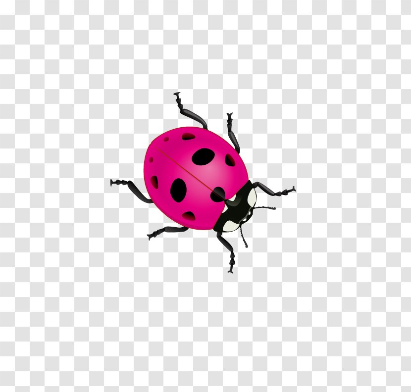 Beetle Ladybird Coccinella Septempunctata - Vecteur - Pink Ladybug Transparent PNG