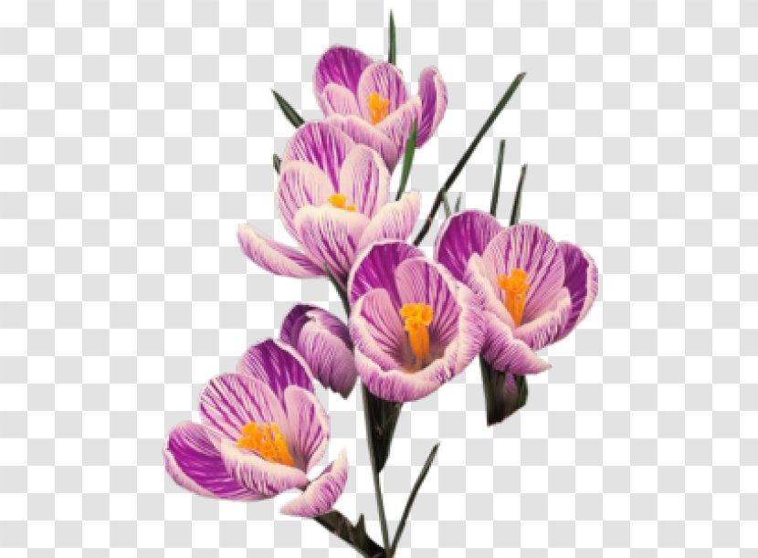 Clip Art - Violet - Crocuses Transparent PNG