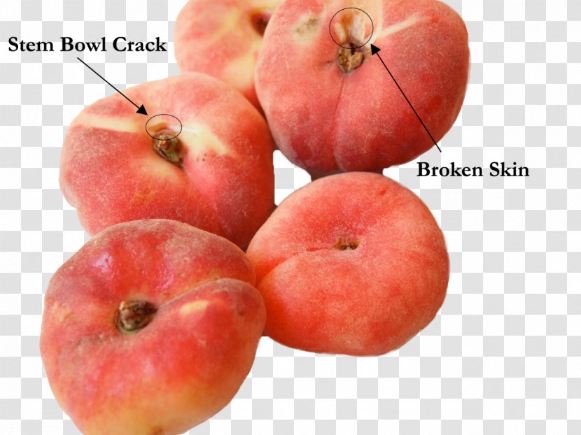 Food Saturn Peach Fruit Raspberry - Tree - Nectarine Transparent PNG