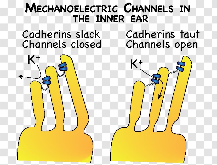 Brand Human Behavior Finger Clip Art - Hair Cell Transparent PNG