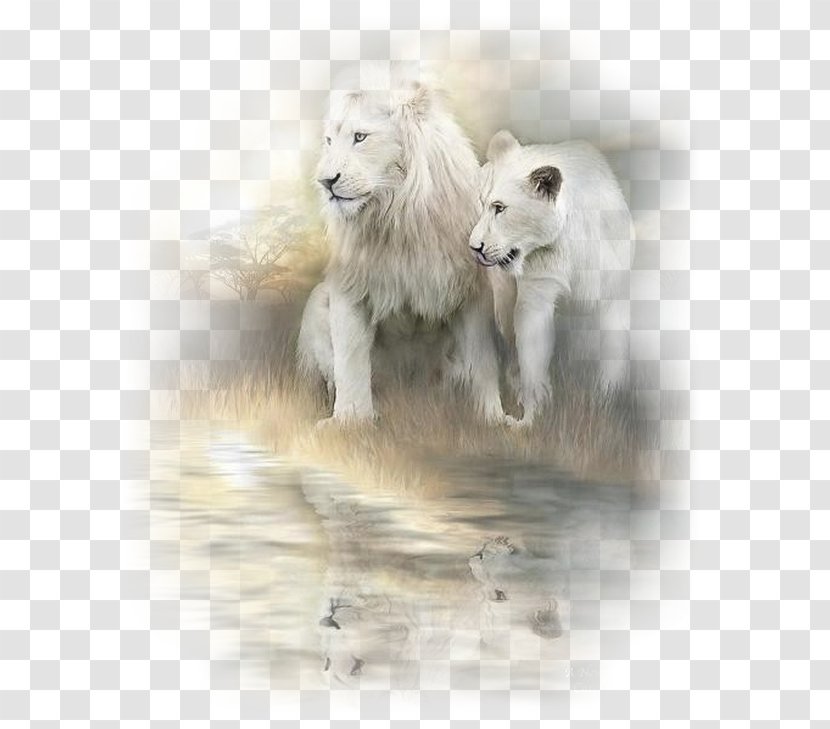 White Lion Painting Cat Art - Polar Bear Transparent PNG