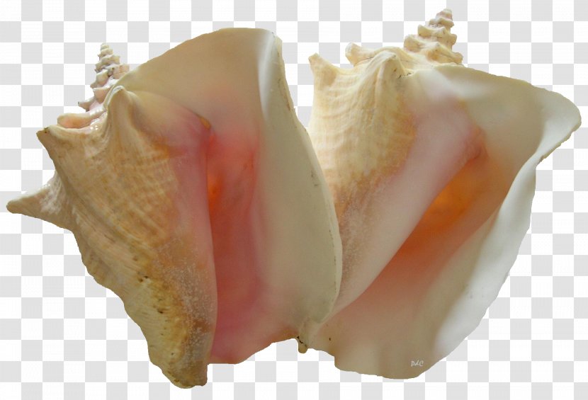 Conch Image Resolution - Rose Family Transparent PNG