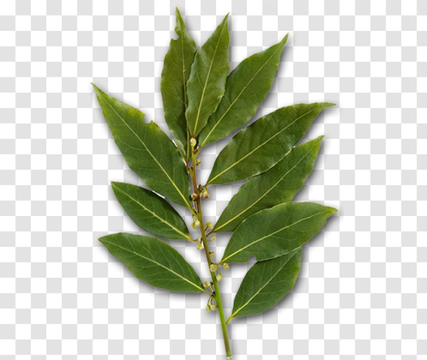 Bay Leaf Herb Laurel Greek Cuisine Za'atar - лавровый лист Transparent PNG