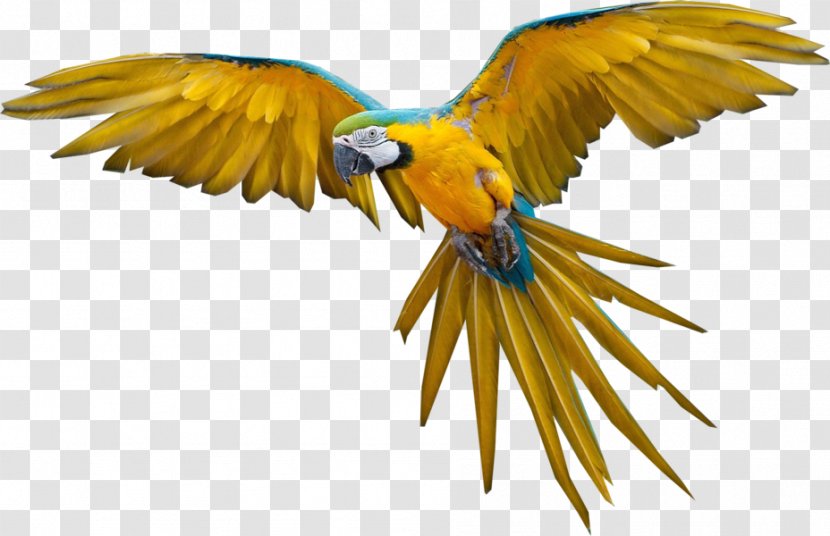 Bird Flight Parrot - Tree Transparent PNG