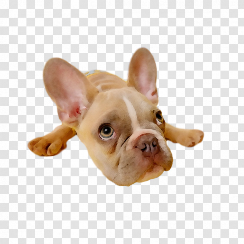 French Bulldog Transparent PNG