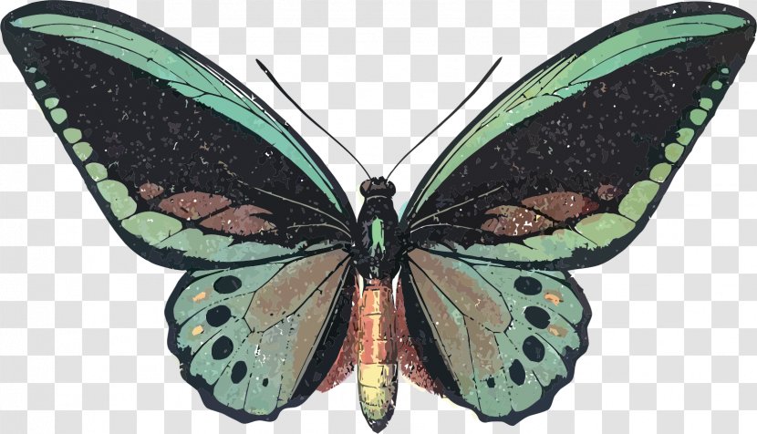 Butterfly Queen Alexandra's Birdwing Graphic Design Clip Art - Watercolor - Insect Transparent PNG