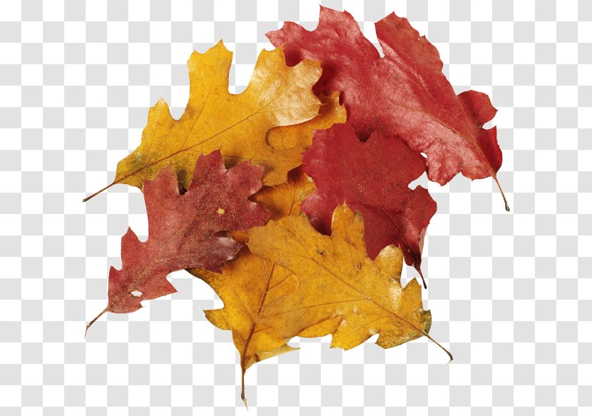 Oak Leaf Cluster Maple Clip Art - Autumn - Foglie Transparent PNG