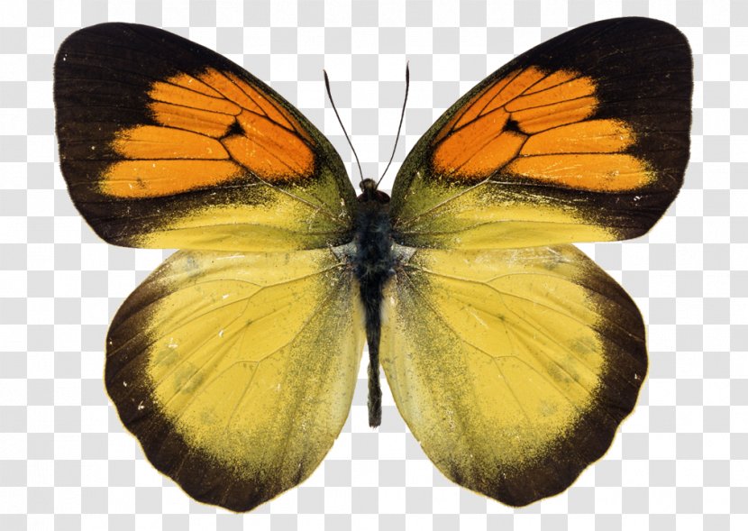 Monarch Butterfly Insect Yellow Orange - Colias Transparent PNG