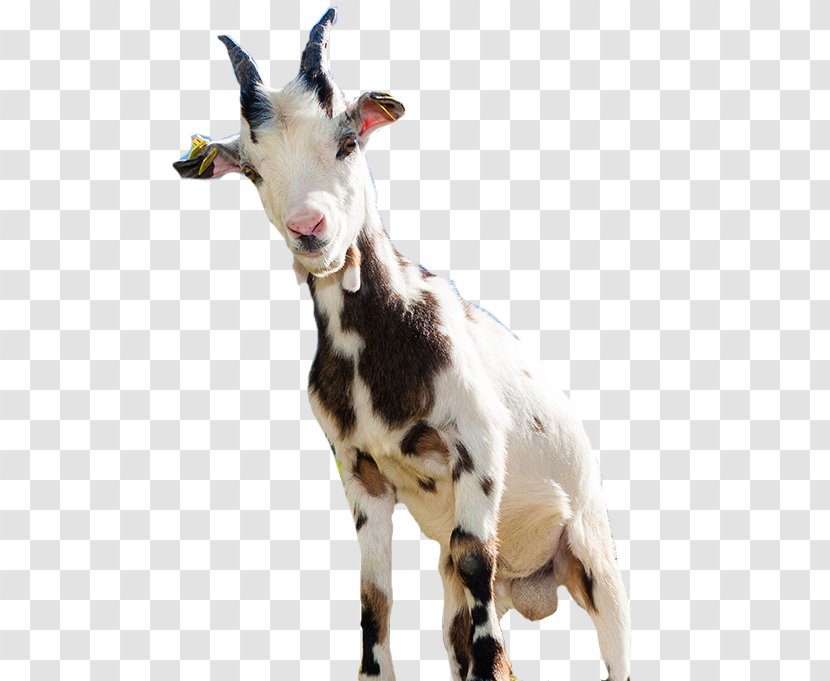 Goat Sheep Computer File - Antelope Transparent PNG