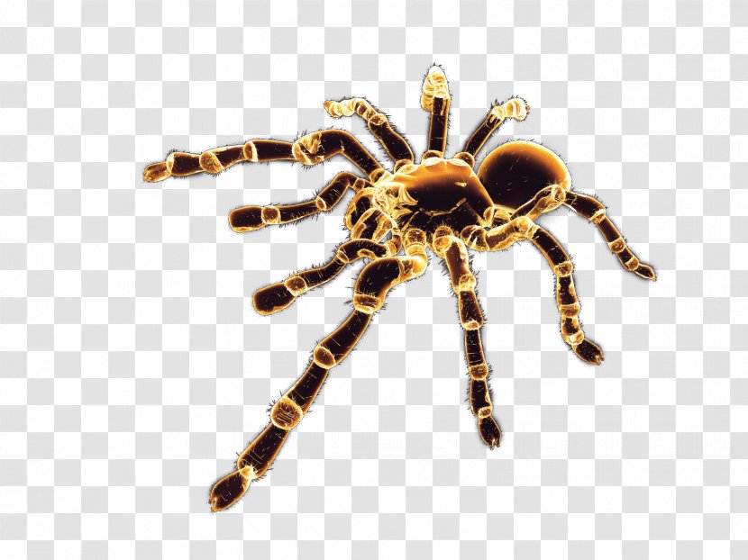 Spider Tarantula - Widow Spiders - Image Transparent PNG