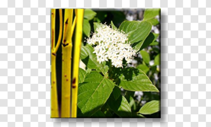 White Dogwood Red Osier Shrub Leaf Viburnum Lentago - Plant Transparent PNG