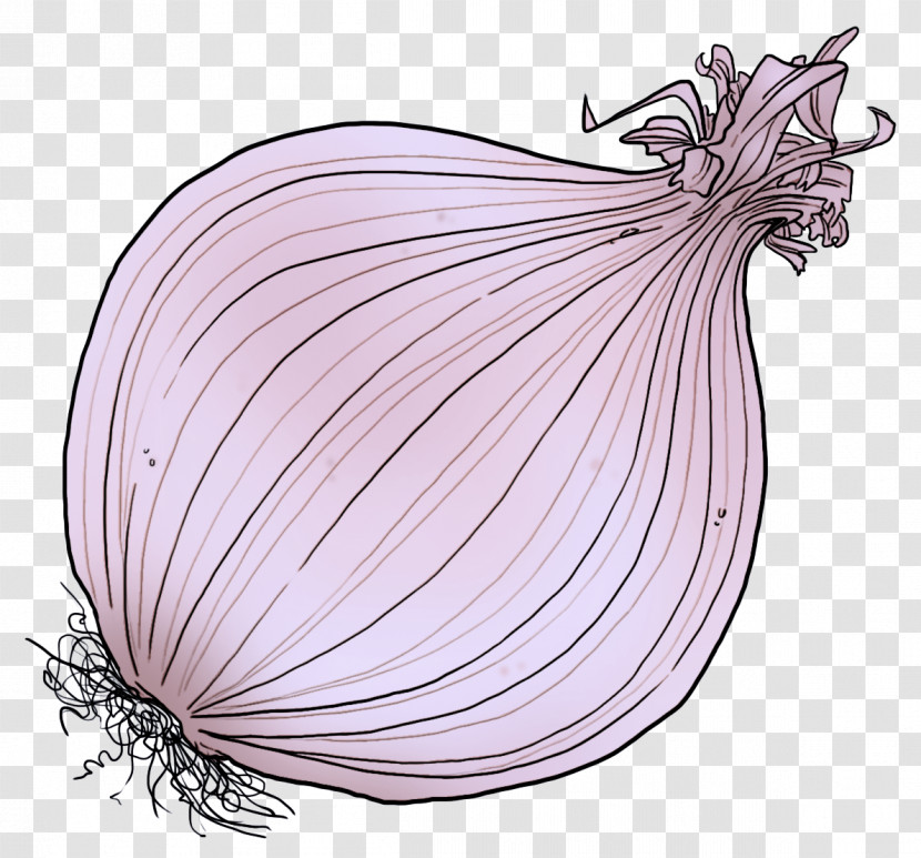 Shallot Onion Vegetable Red Onion Plant Transparent PNG