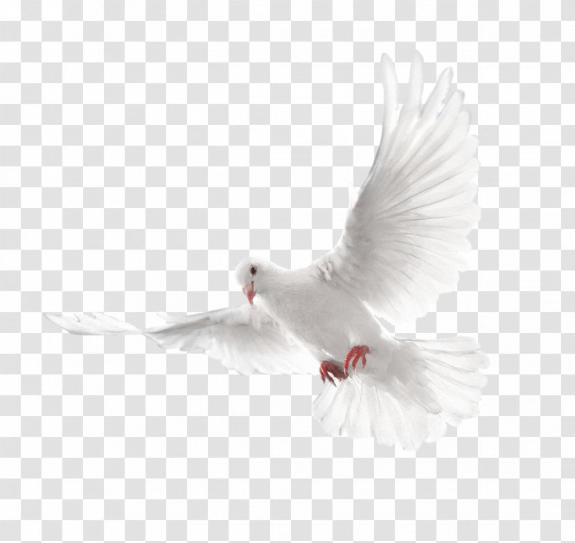 Columbidae Holy Spirit Doves As Symbols - Feather - White Flying Pigeon Image Transparent PNG