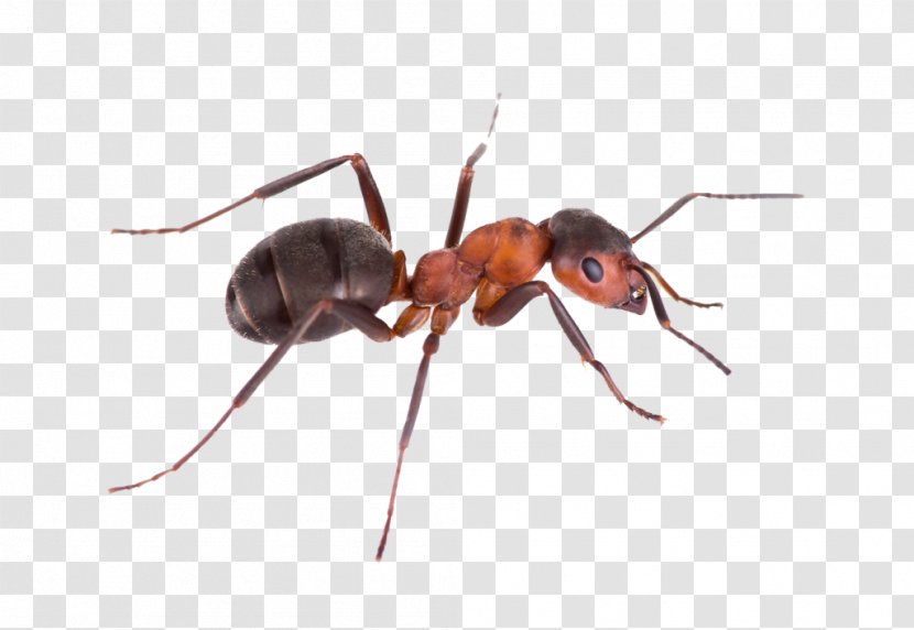 Pest Control Green Tree Ant Argentine Banded Sugar - Ants Nest Transparent PNG
