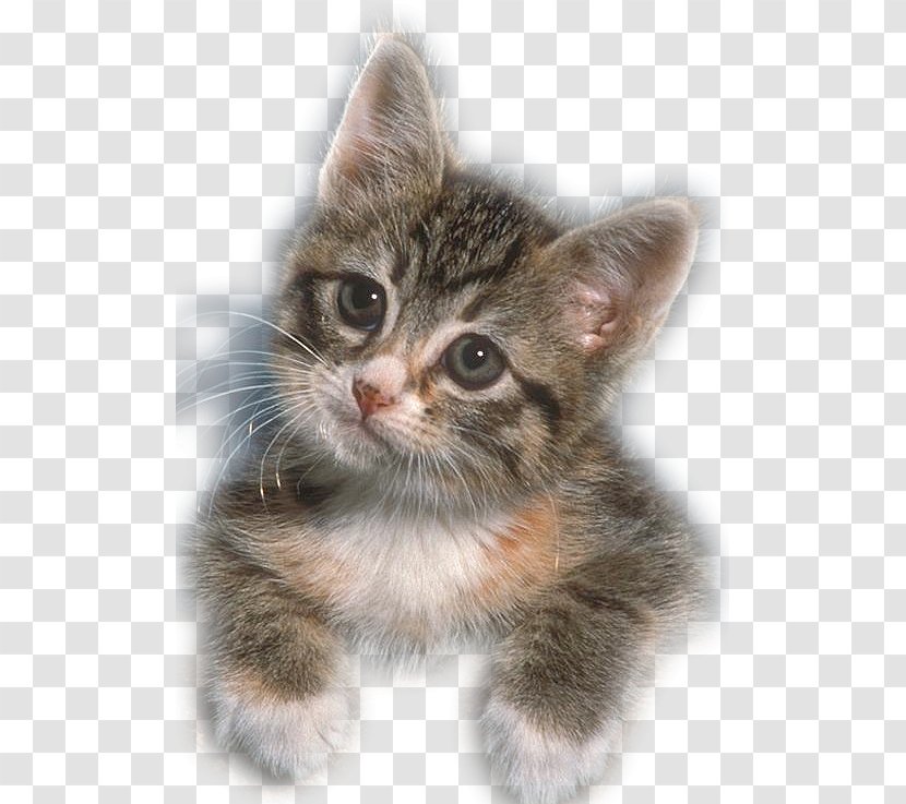 Kitten Siberian Cat Devon Rex Lolcat Cuteness - Like Mammal Transparent PNG