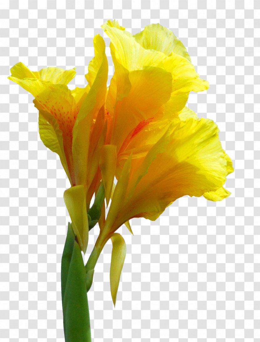 Canna Indica Flower Paper - Cannabis Pictures Transparent PNG