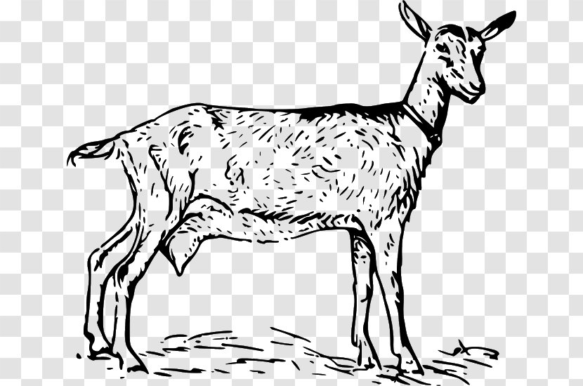 Anglo-Nubian Goat Black Bengal Boer Clip Art - Antelope - Clipart Transparent PNG