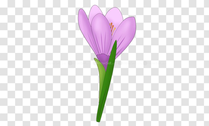 Flower Snowdrop Drawing Paper Lilac - Rembrandt Transparent PNG