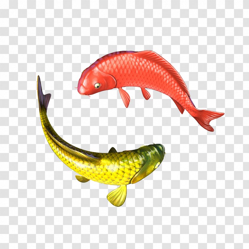 Koi Carp Fish Image Illustration - Maracatu Transparent PNG