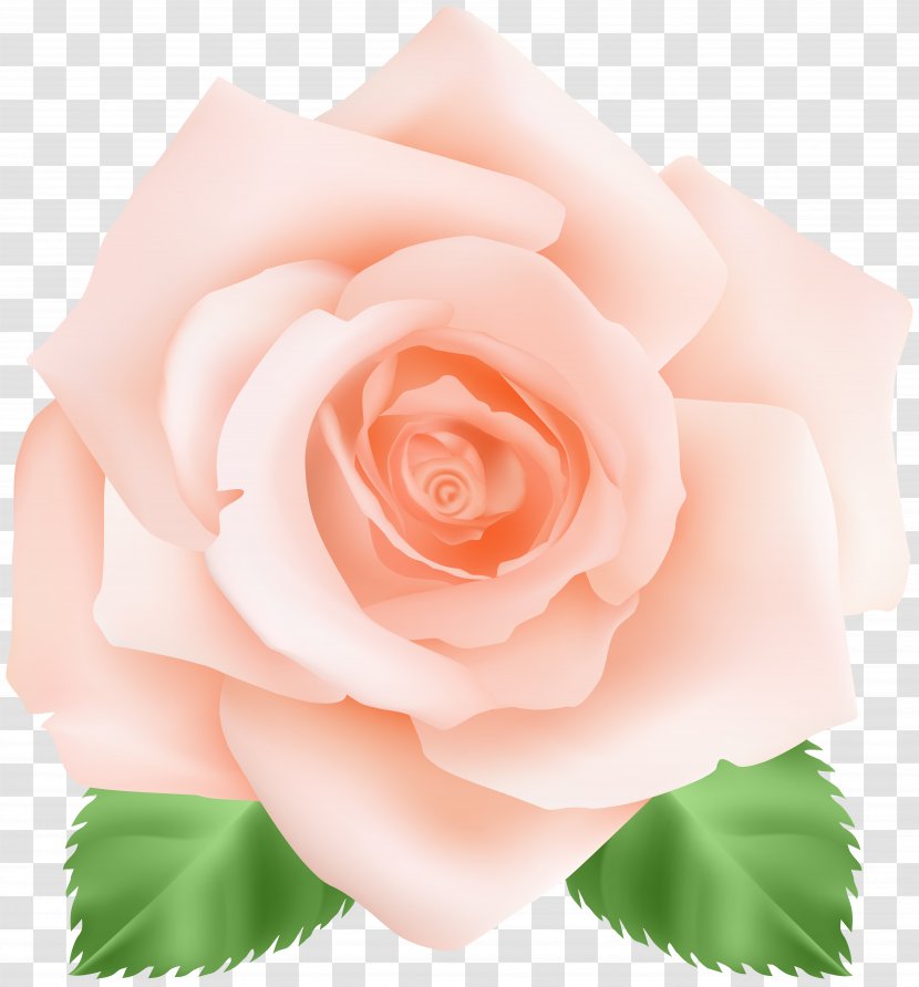 Garden Roses Centifolia Pink Floribunda - Peach Rose Clip Art Image Transparent PNG