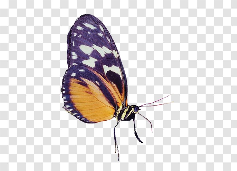 Monarch Butterfly Pieridae - Insect - Ts Transparent PNG