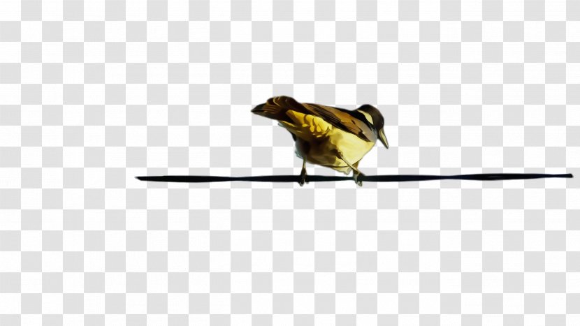 Bird Beak Finch Songbird Yellow - Sparrow - Chickadee Transparent PNG