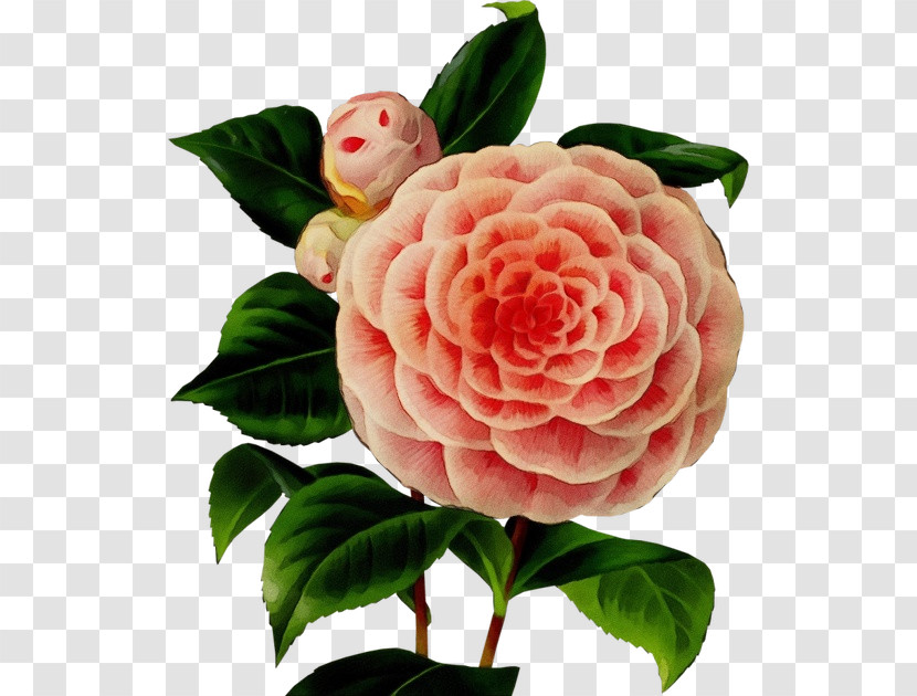 Rose Transparent PNG