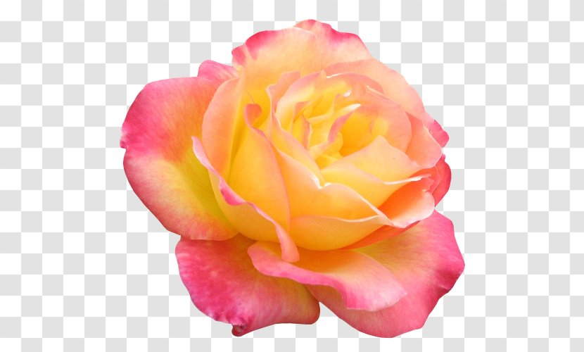 Garden Roses Flower Digital Image Clip Art - Pink Transparent PNG