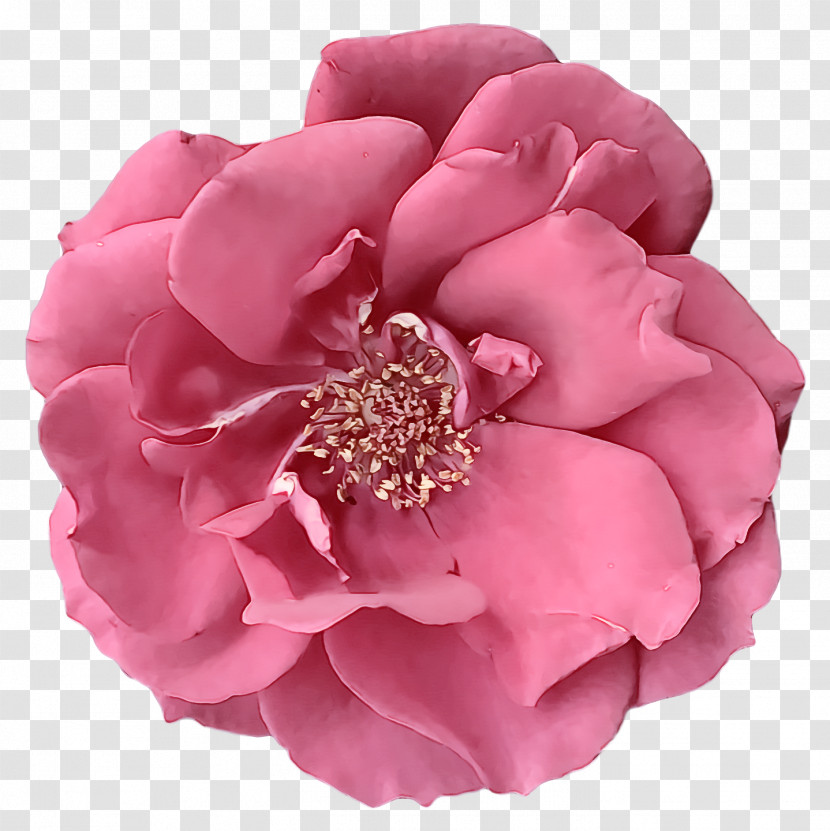 Garden Roses Transparent PNG