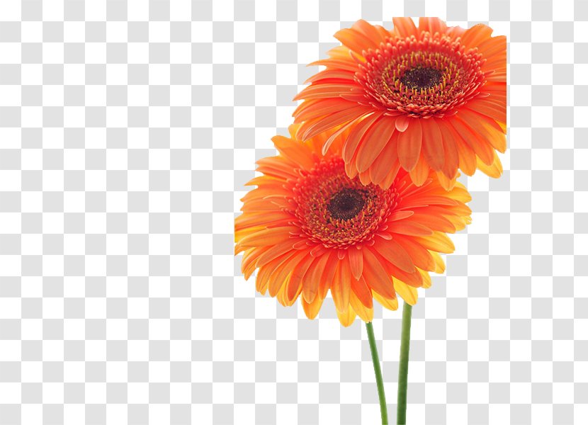 Sunflower Student Movement Transvaal Daisy Common Orange - Chrysanthemum Transparent PNG