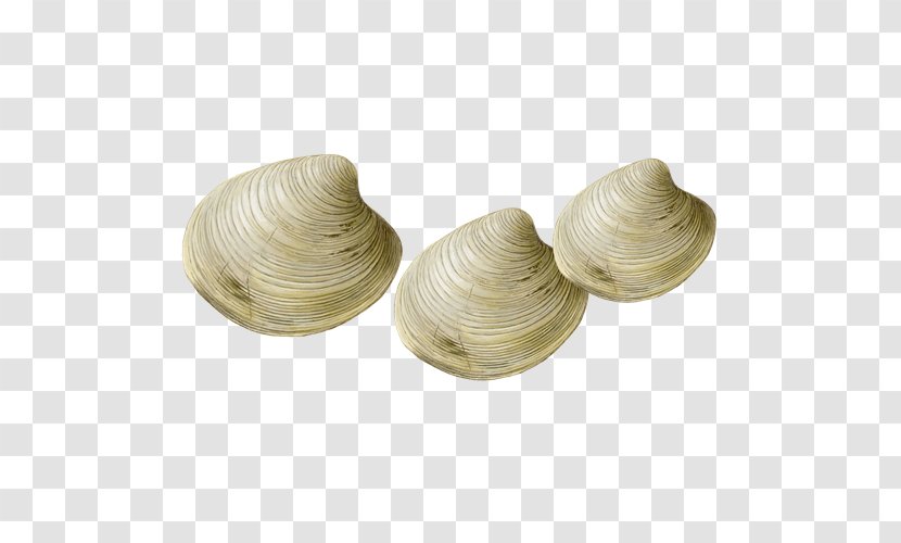 Steamed Clams Seafood Watch Shellfish - Fish - Clam Transparent PNG