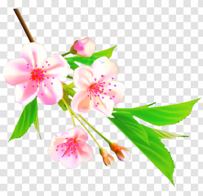 Flower Clip Art Cherry Blossom Drawing Transparent PNG