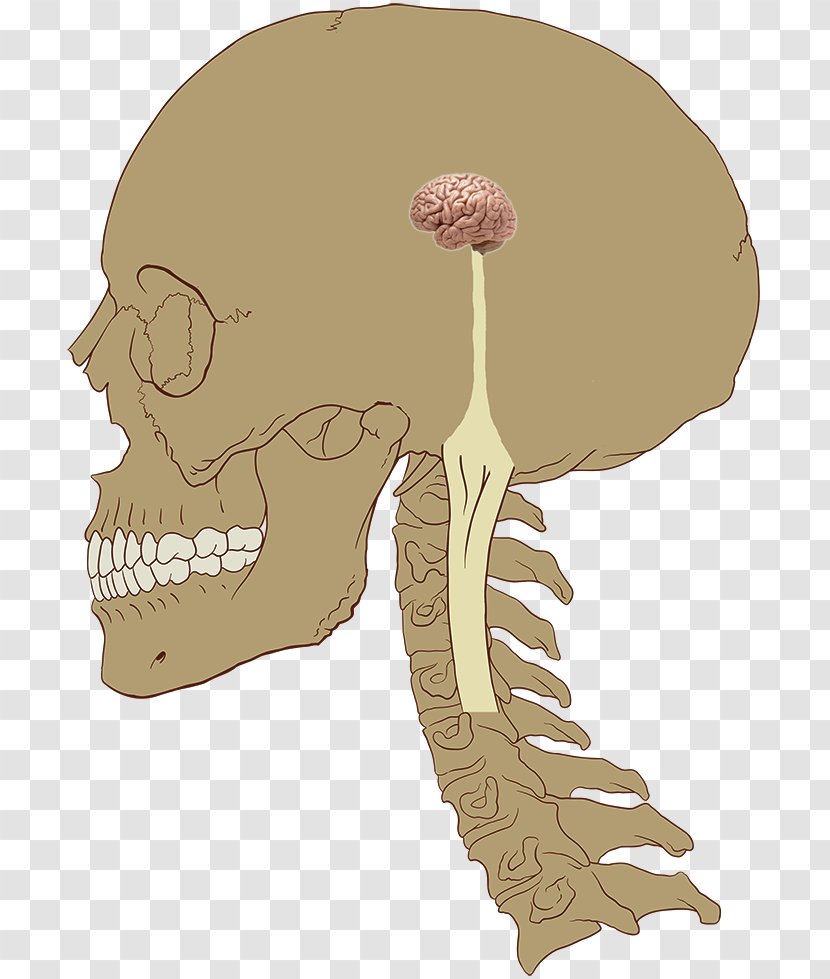 Central Nervous System Brain Nerve Human Body - Cervical Vertebrae Transparent PNG